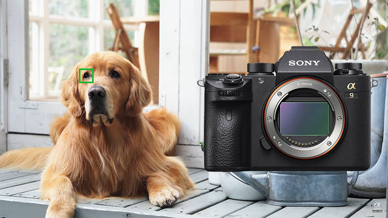Оновлення прошивки для Sony A9: Animal Eye AF, таймер для інтервальної зйомки і багато іншого